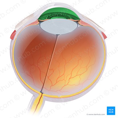 Camera anterior bulbi oculi (Vordere Augenkammer); Bild: Paul Kim