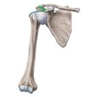 Coracoacromial ligament