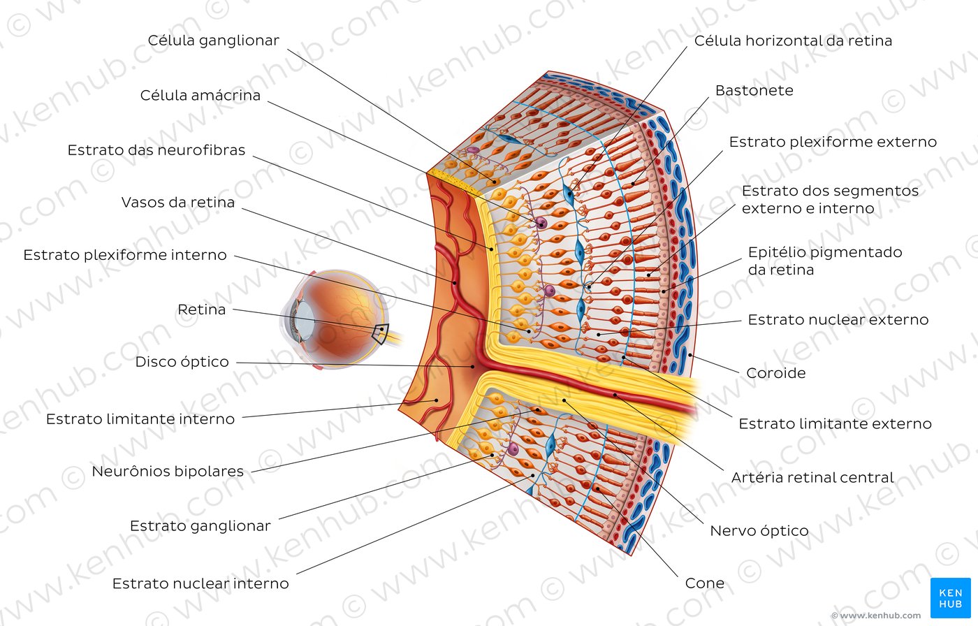 Retina I - Visão geral
