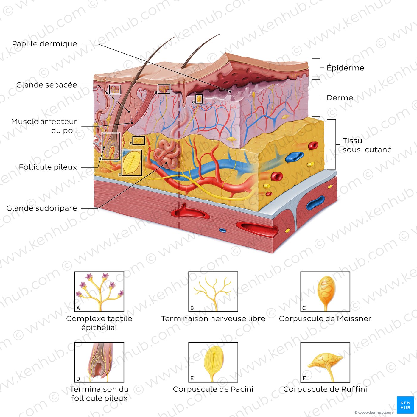 Structure histologique de la peau (schéma)
