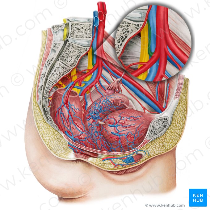 Arteria iliolumbalis sinistra (Linke Darmbein-Lenden-Arterie); Bild: Irina Münstermann