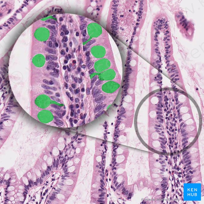 Exocrinocytus caliciformis (Becherzelle); Bild: 