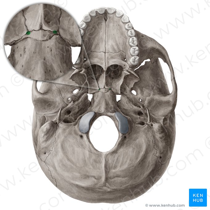 Canal vomerovaginal (Canalis vomerovaginalis); Imagem: Yousun Koh