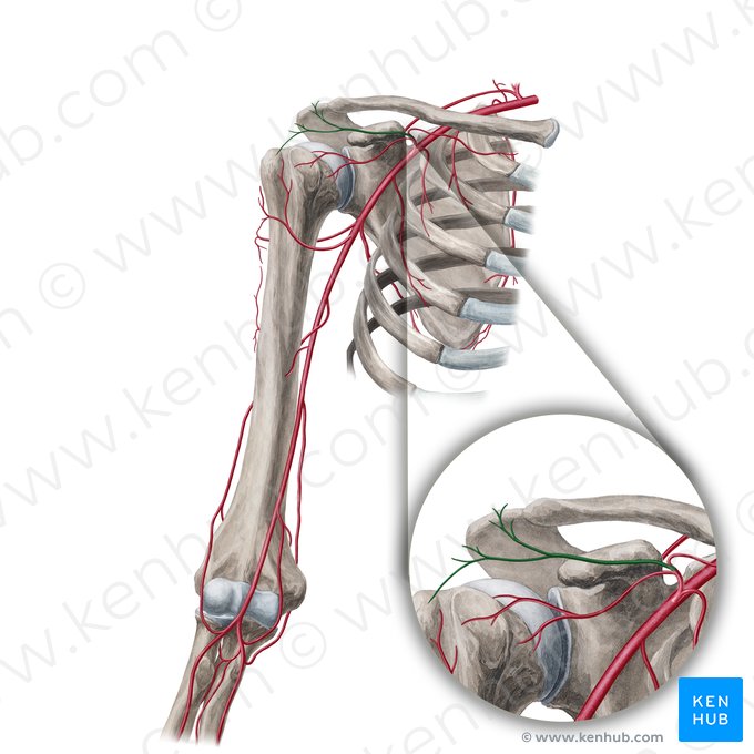 Ramus acromialis arteriae thoracoacromialis (Schulterhöhenast der Brustkorb-Schulter-Arterie); Bild: Yousun Koh