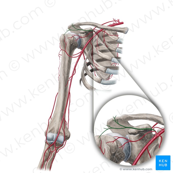 Rameau acromial de l'artère thoraco-acromiale (Ramus acromialis arteriae thoracoacromialis); Image : Yousun Koh