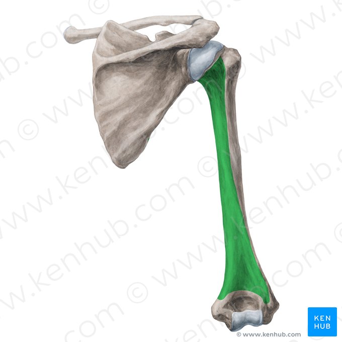 Posterior surface of humerus (Facies posterior humeri); Image: Yousun Koh