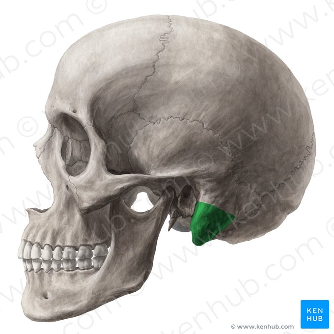 Mastoid process of temporal bone (Processus mastoideus ossis temporalis); Image: Yousun Koh