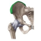 Iliac crest