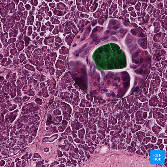 Pancreatic acinus (Acinus pancreaticus); Image: 