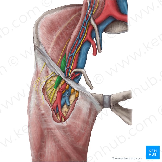 Femoral nerve (Nervus femoralis); Image: Hannah Ely