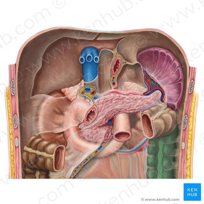 Colon descendente (Colon descendens); Imagen: Irina Münstermann