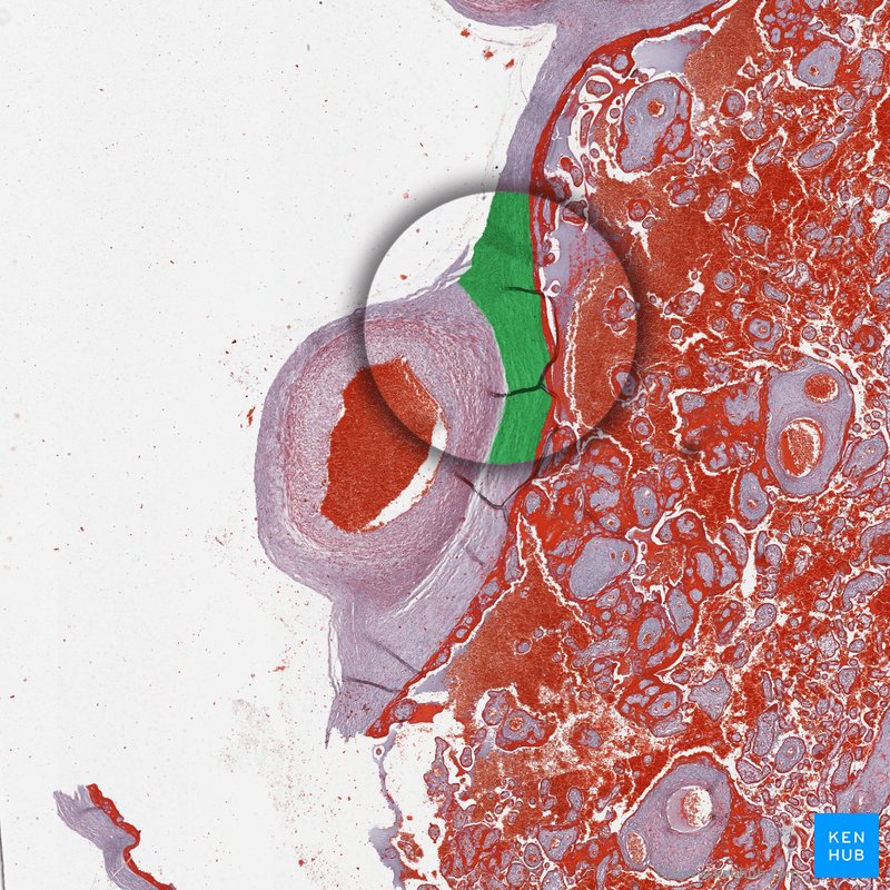 Fetal mesenchyme - histological slide