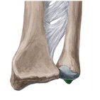 Processus styloideus ulnae