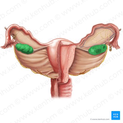 Ovary (Ovarium); Image: Samantha Zimmerman