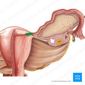 Porção uterina da tuba uterina (Pars uterina tubae uterinae); Imagem: Samantha Zimmerman