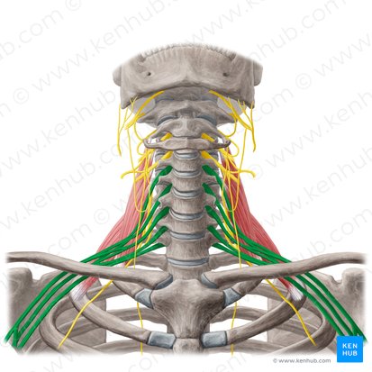 Plexo braquial (Plexus brachialis); Imagem: Yousun Koh