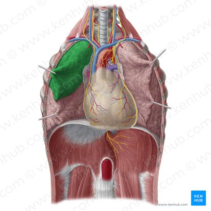 Lobo superior do pulmão direito (Lobus superior pulmonis dextri); Imagem: Yousun Koh