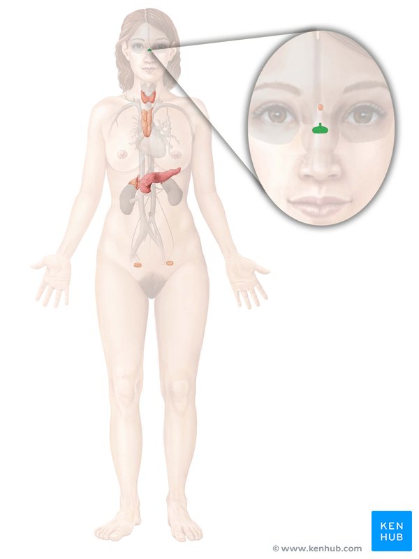 Pituitary gland