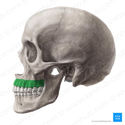 Proceso alveolar del maxilar (Processus alveolaris maxillae); Imagen: Yousun Koh