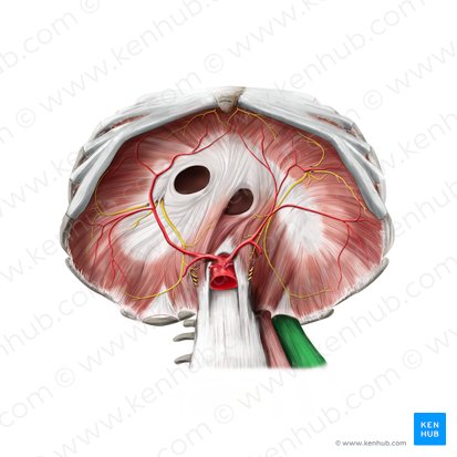 Músculo cuadrado lumbar (Musculus quadratus lumborum); Imagen: Stephan Winkler