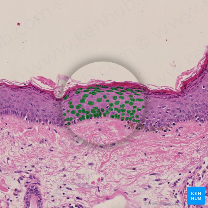 Kératinocytes (Keratinocyti); Image : 