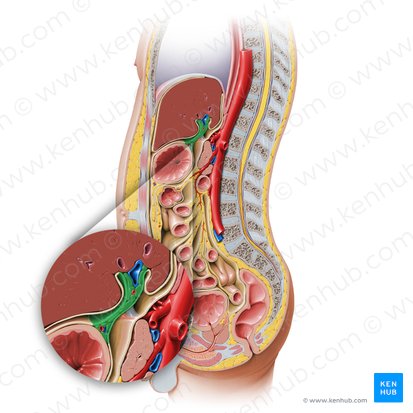 Omentum minus (Kleines Netz); Bild: Paul Kim