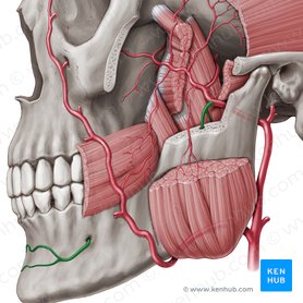 Artéria alveolar inferior (Arteria alveolaris inferior); Imagem: Paul Kim