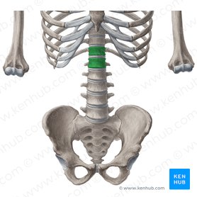 Bodies of vertebrae T12-L1 (Corpora vertebrarum T12-L1); Image: Yousun Koh