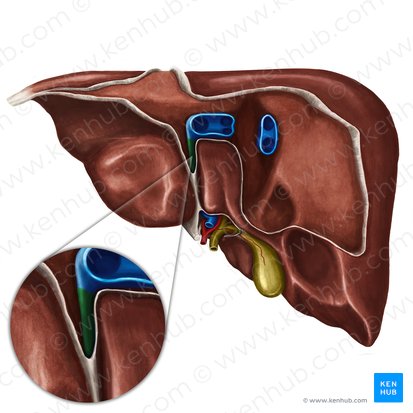 Ligamentum venosum hepatis (Venenband der Leber); Bild: Irina Münstermann