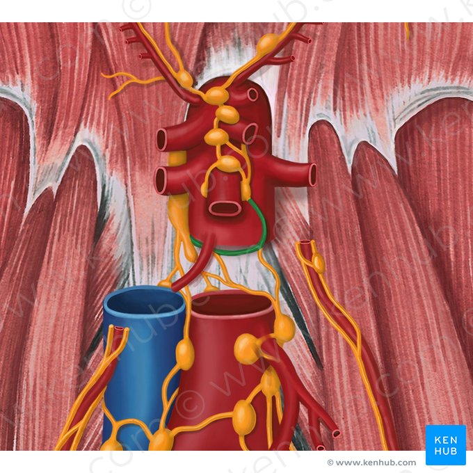 Intestinal lymphatic trunk (Truncus lymphaticus intestinalis); Image: Irina Münstermann