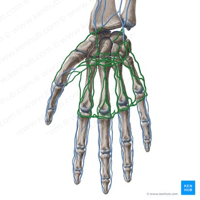 Arcos venosos palmares superficial y profundo (Arcus venosus palmaris superficialis et profundus); Imagen: Yousun Koh