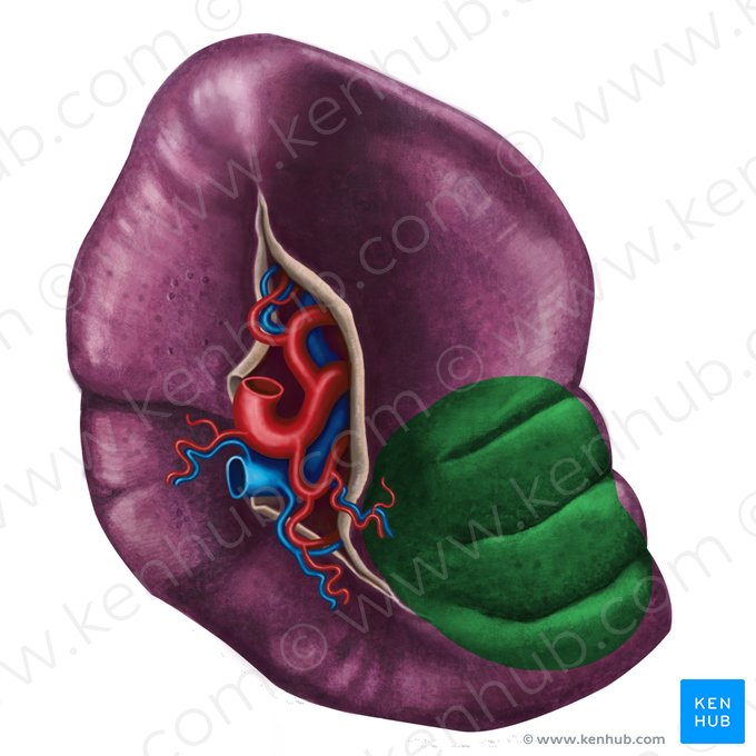 Facies colica splenis (Dickdarmseitige Fläche der Milz); Bild: Irina Münstermann