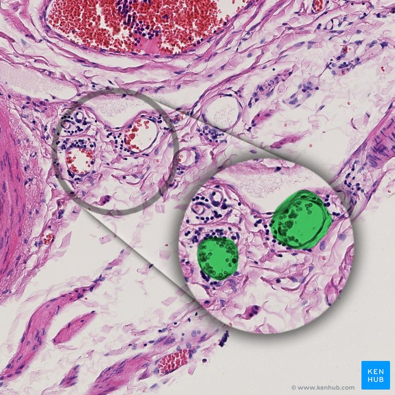 Arteriole - histological slide