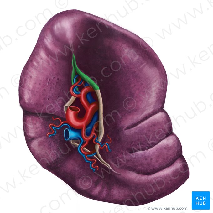 Ligamento gastroesplénico (Ligamentum gastrosplenicum); Imagen: Irina Münstermann