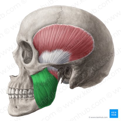 Porción superficial del músculo masetero (Pars superficialis musculi masseteris); Imagen: Yousun Koh