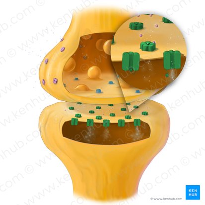 Neurorécepteur; Image : Tal Bavli Ziv