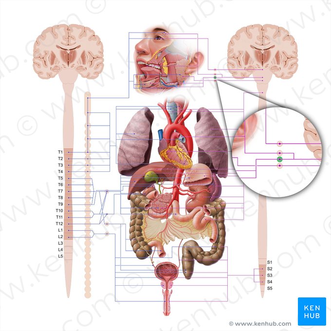 Gânglio submandibular (Ganglion submandibulare); Imagem: Paul Kim