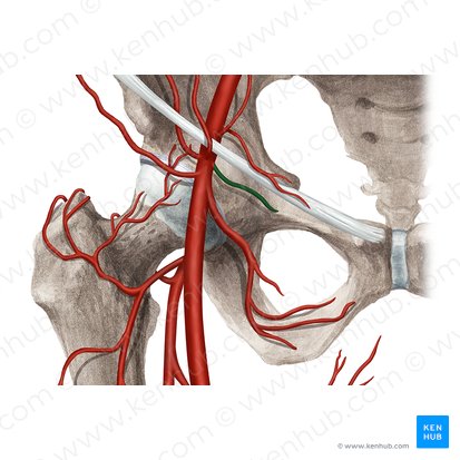 Artéria pudenda externa superficial (Arteria pudenda externa superficialis); Imagem: Rebecca Betts