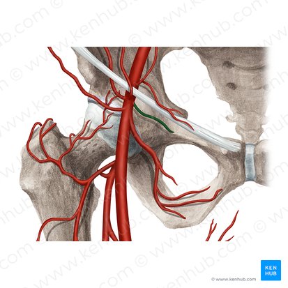 Superficial external pudendal artery (Arteria pudenda externa superficialis); Image: Rebecca Betts