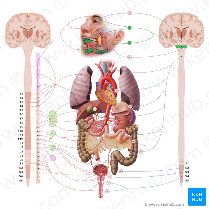 Nervus facialis (Gesichtsnerv); Bild: Paul Kim