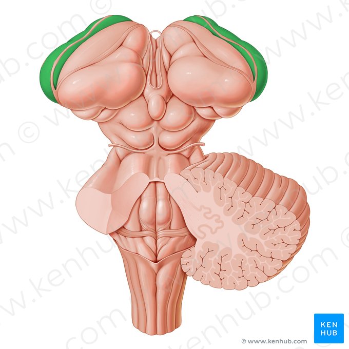 Núcleo caudado (Nucleus caudatus); Imagem: Paul Kim