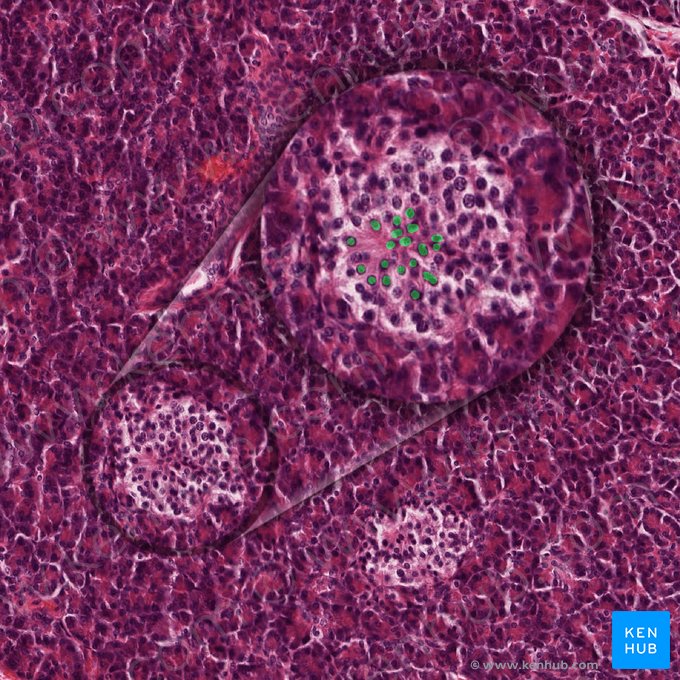 Beta cells; Image: 