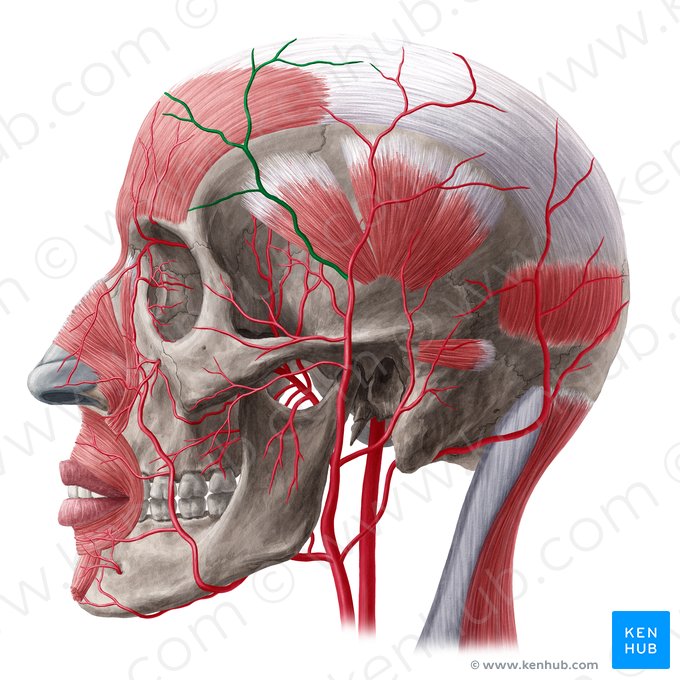 Rama frontal de la arteria temporal superficial (Ramus frontalis arteriae temporalis superficialis); Imagen: Yousun Koh