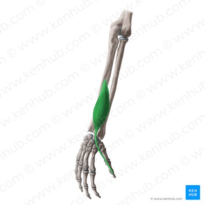 Musculus extensor pollicis longus (Langer Daumenstrecker); Bild: Yousun Koh