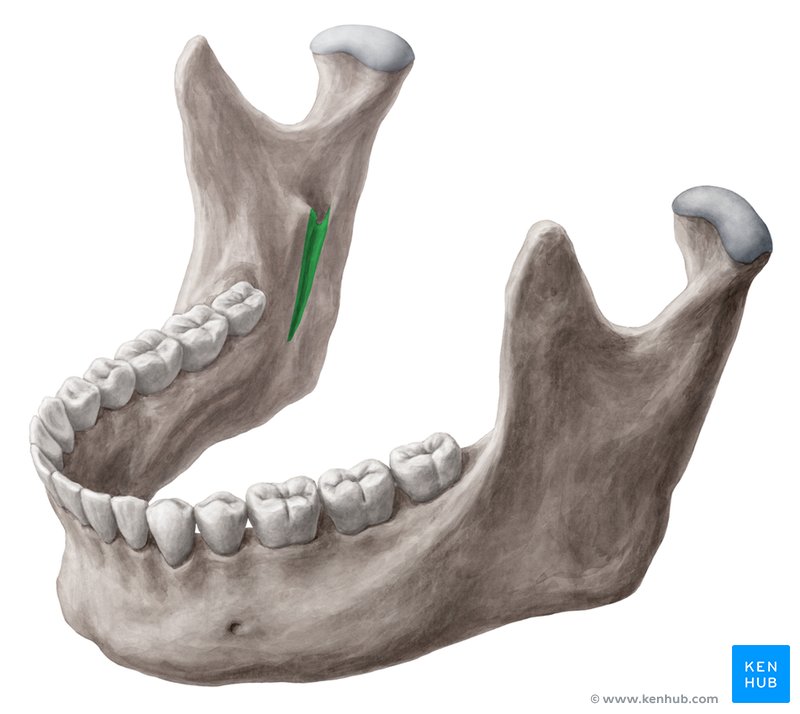 Mylohyoid groove - lateral-left view