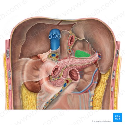 Glândula suprarrenal esquerda (Glandula suprarenalis sinistra); Imagem: Irina Münstermann