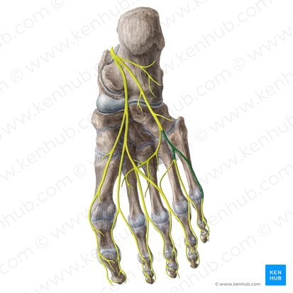 Superficial branch of lateral plantar nerve (Ramus superficialis nervi plantaris lateralis); Image: Liene Znotina