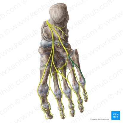 Superficial branch of lateral plantar nerve (Ramus superficialis nervi plantaris lateralis); Image: Liene Znotina