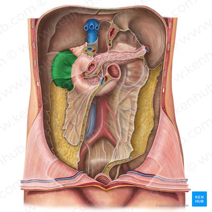 Right kidney (Ren dexter); Image: Irina Münstermann