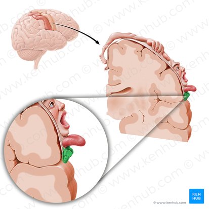 Motor cortex of pharynx (Cortex motorius pharyngis); Image: Paul Kim